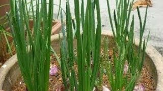 மாடித்தோட்டத்தில் வெங்காயம் வளர்ப்பது எப்படி? How to grow onion in Home | Onion growing in pots.