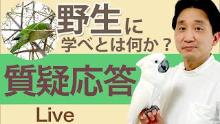 野生に学べとは何か？【質疑応答ライブ】