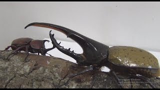 Battle of beetles: Dynastes hercules 153mm Vs Allomyrina dichotoma 75mm