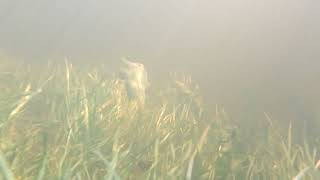 Flooded Cricklade - Underwater on the flooded banks of the river Thames