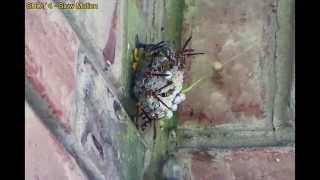Shooting a huge wasp nest with paintballs