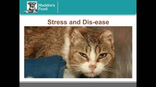 How Stress is Sabotaging Your Cat Adoption Efforts - webcast