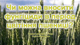 Чи можна вносити фунгіциди в період цвітіння пшениці?