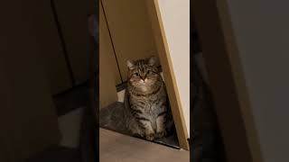 What's Up with My Cat? Understanding Those Intense Stares! #funniestcats #funniestcatvideo #funny