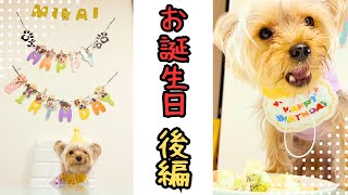 【ヨーキー】1歳おめでとう✨お家でパーティーだぜ🐾【11/27】