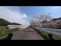 長崎県長崎市琴海戸根町（戸根川の桜）20210327