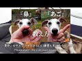 ウィペットって犬種、実はすごく優秀な室内犬かもしれない　＃110