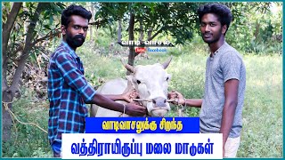 வாடிவாசலுக்கு சிறந்த வத்திராயிருப்பு மலை மாடுகள் | பேட்டை காளி | கரூர் வெள்ளை | கொம்பன்