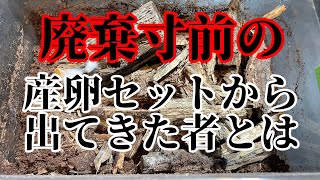 ゴミ同然の産卵セットを割出したら意外な生物が...【クワガタ飼育】