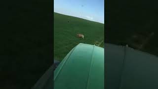 Un gigantesco lobo sorprende a un agricultor en el campo de Valderas (León)