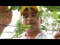 Agricultura al Día - Tips en cultivos de maracuya