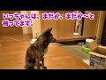 【dog waiting for a walk】玄関で待つ、散歩がしたい犬 甲斐犬いち