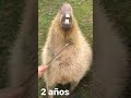 La historia de un capibara (triste) #capybara #historias #sad #shorts