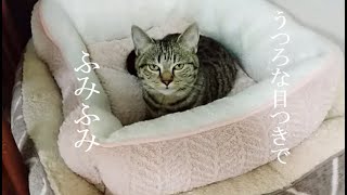 ふみふみが止まりません。