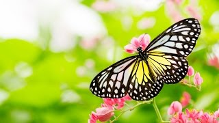 Butterfly Sanctuary: Guided Meditation for Peaceful Mind (Spoken word visualization)