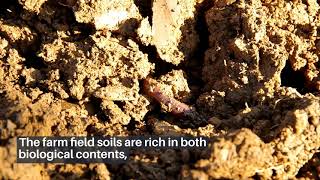 Case Study: DNA extraction of farm field soil [MP Biomedicals Asia Pacific]