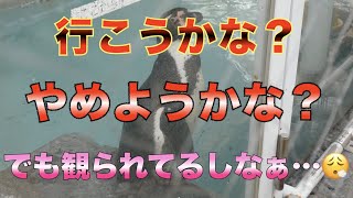 【円山動物園フンボルトペンギン】行こうかな？止めようかな？でも観られてるしなぁ…😮‍💨