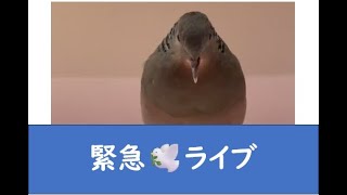 緊急🕊️ライブ