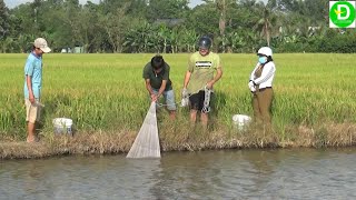 339   Chài Cá Ao Bỏ Hoang - Cú Chài Bá Đạo Của Anh Tám | Đất Phương Nam