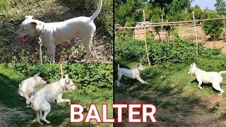 Balter dog