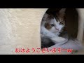 無防備に気持ち良さそうに寛いでいる猫に癒されます【healed by a cat resting comfortably】