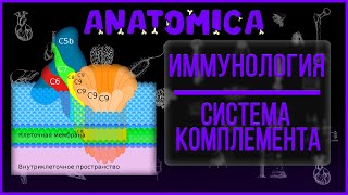 Система комплемента / Классический, альтернативный, лектиновый путь активации / Иммунология