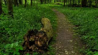 Los Sonidos de La Naturaleza Un Paseo Virtual Caminando Por El Bosque