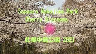 2021 中島公園 🌸 一周/ Nakajima Park in Sapporo. Cherry blossoms