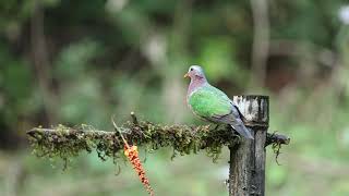 Common Emerald dove