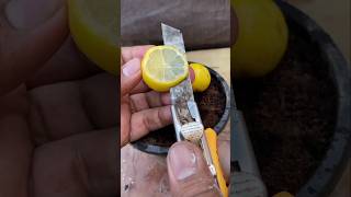 How to grow lemon from seed at home #shorts #viral #viralvideo #youtubeshorts