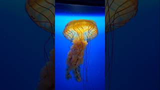 Jelly Fish, Vancouver Aquarium, Vancouver,  BC, Canada.