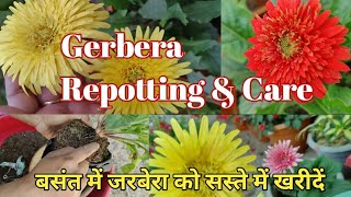 Gerbera Repotting \u0026 Care/इतने महंगे जरबेरा को सस्ते में खरीद कर शानदार Repot करें और सालों साल चलाएँ