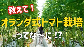 001 教えて！「オランダ式トマト栽培」ってな～に！？