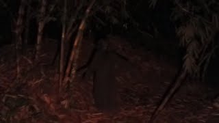 Live misteri🛑susul Denna official,feri creator misteri ,,hutan larangan