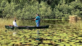 Climate change affects wild rice in Michigan as tribes strive for restoration