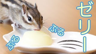 シマリスまめたプロテインゼリーを食べる/Squirrel Mameta is eating protein jelly