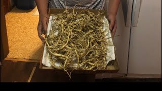 Most ginseng I’ve ever found in a day sept 1 2020 two pounds four ounces