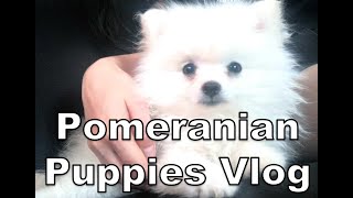 VLOG 5 Pomeranian Puppies