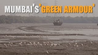 Sewri-Mahul creek: Mumbai’s ‘green armour’