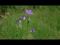 8 hrs ambient sounds to create peaceful atmosphere 4k scenery u0026 sounds of the carpathians