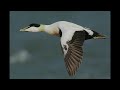 eider bird call