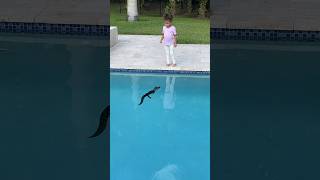 Alligator In Our Pool Shorts