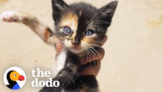 Tiny Kitten Runs Out Of Bushes To Her New Mom | The Dodo Little But Fierce
