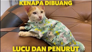 KUCING LUCU DAN PENURUT INI TAPI KENAPA DI BUANG PEMILIKNYA