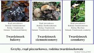 Grzyby, rząd pieczarkowce, rodzina twardzioszkowate twardzioszek fungus Kielichowiec Monetnica Dan