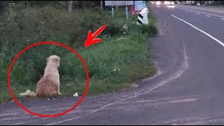 Dog was waiting for his family in the same spot for 4 years. Then one morning, a MIRACLE happened!