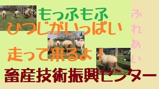 ふれあい広場　ひつじいっぱい！　畜産技術振興センター　滋賀県