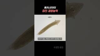 플라나리아를 잘라보았습니다.. 몇 조각까지 재생할까? ㄷㄷ