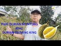 PERBEDAAN BIBIT DURIAN MONTONG DENGAN DURIAN MUSANG KING