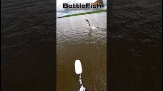 Tarpon Shake, Rattle and Roll